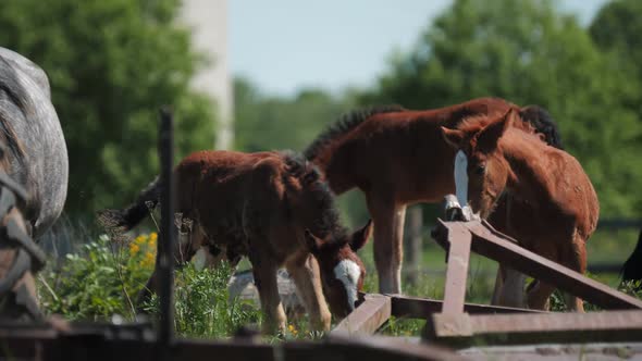 Funny Foals Play on Green Pastureland at Ranch on Sunny Day