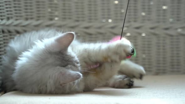 Cute Persian Cat Playing Toy On Chair