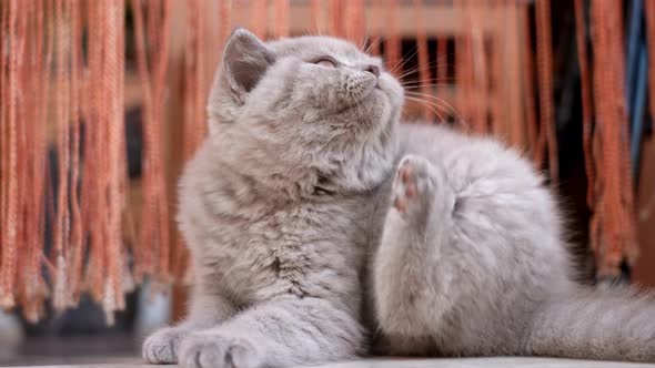 Kitten British Lopeared Breed Sitting in the Yard on the Stairs Scratches His Ear