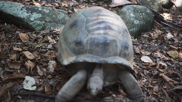 Aldabra Giant Tortoise in Nature Comes To Camera