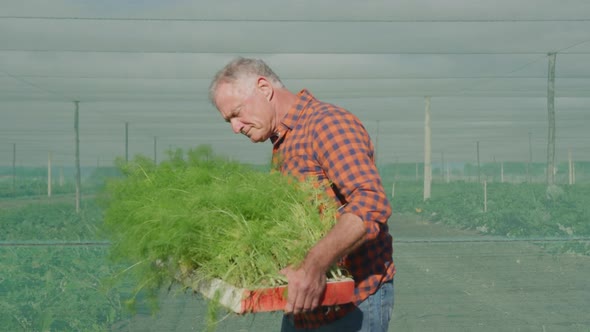 Mature man working on farm