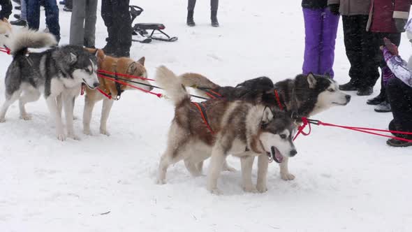 Team of Husky Sled Dogs