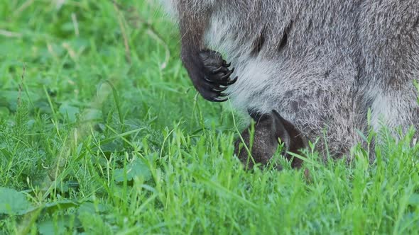 Bennett's Tree-kangaroo Eats Grass. Female Dendrolagus Bennettianus with Cub Are Grazing in the