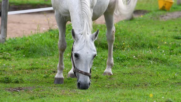 Closeup of a horse eating grass on a farmland