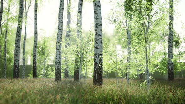 White Birch Trees in the Forest in Summer