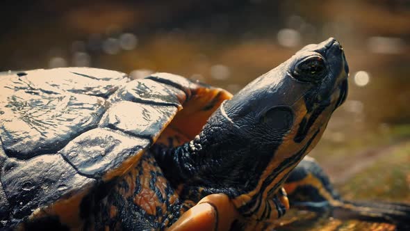 Terrapin Floating On Driftwood