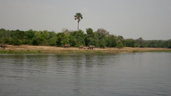 Herd Of Wild African Elephants Coming To River To Drink On A Hot Day In Savannah