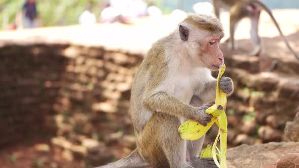 Monkey eating banana in Sri Lanka