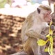Monkey eating banana in Sri Lanka - VideoHive Item for Sale
