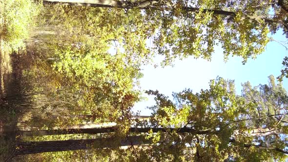 Vertical Video of Forest Landscape in Autumn Slow Motion