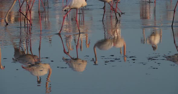 Greater Flamingos, Phoenicopterus roseus,Pont De Gau,Camargue, France