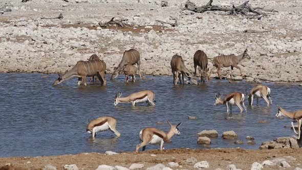 Kudu And Springbok Antelopes - Etosha 