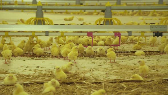 View of Modern Poultry Farm with Baby Chicken