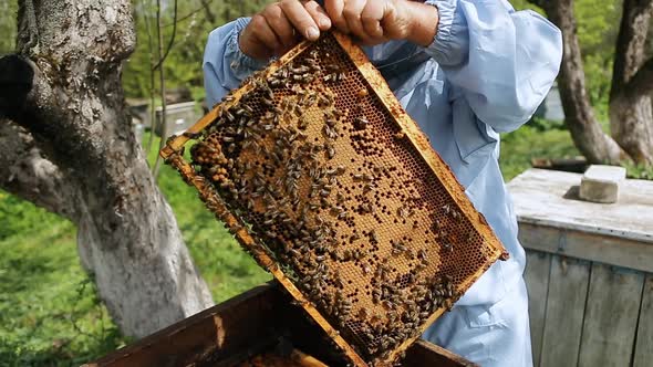 Beekeeper on Apiary