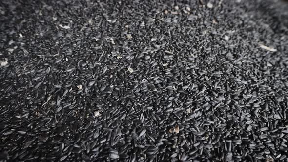 A Multiton Batch of Sunflower Seeds at an Enterprise for the Production of Sunflower Oil