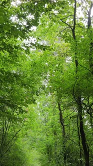 Vertical Video of a Beautiful Natural Landscape in the Forest During the Day