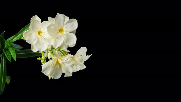 White-Yellow Oleander Blooming in Time Lapse on a Black Background. Nerium Beautiful and Delicate alt
