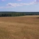 Beautiful field of golden wheat - VideoHive Item for Sale