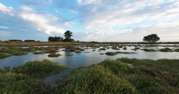 Wild landscape near Penerf, Morbihan department, Brittany, France