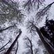 Low Angle View Of Dancing Tall Trees - VideoHive Item for Sale
