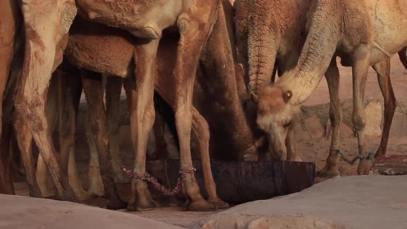 Herd of Thirsty Camels Drinking Water