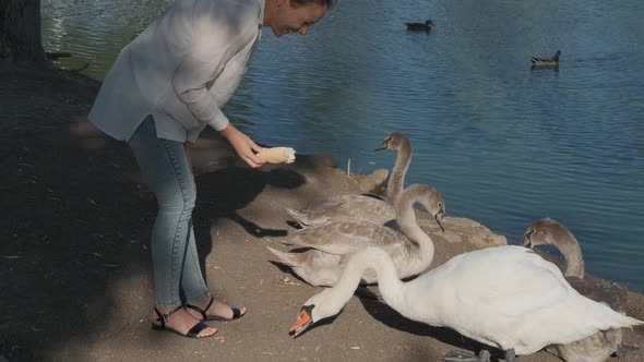 Feed the swans. 