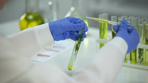 Lab Researcher Dripping Oily Liquid in Tube With Green Plant Cosmetology Extract