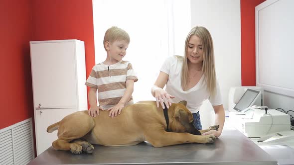 Owners of the Mastiff Dog Brought Him To the Vet for an Appointment.