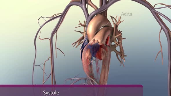 Systole causes the ejection of blood into the aorta and pulmonary trunk.