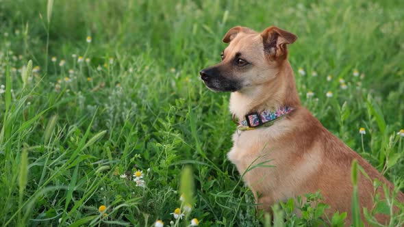 Dog with a Collar Sitting Strait in the Field of Chamomile and Green Grass