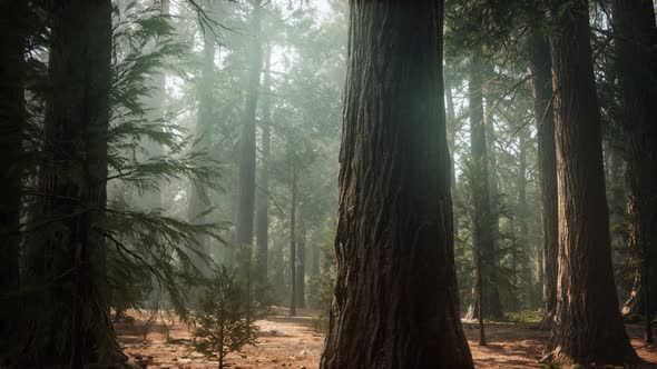 Sunrise in the Sequoias, General Grant Grove, Sequoia National Park alt