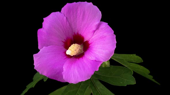 Pink Hibiscus Flower Blooming