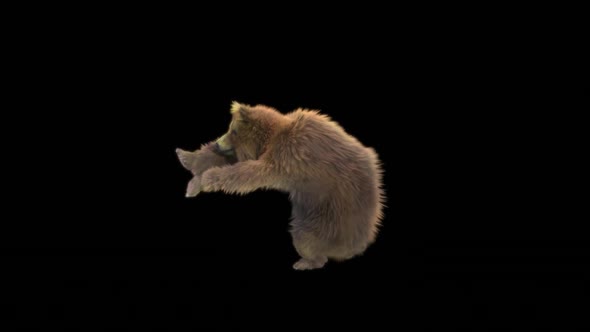 183 Bear StandingMagic Attack HD