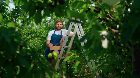 Farmer with Berry Box Posing in Impressive Green Farm Sunny Day Enjoying Work