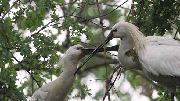 Spoonbill couple in tree clean and maintain each others feathers - medium shot