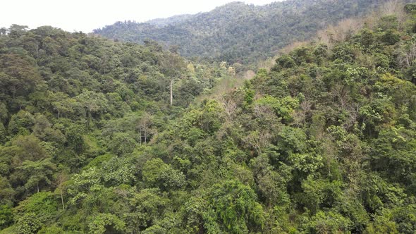 Aerial view Forest Reserve in Pahang
