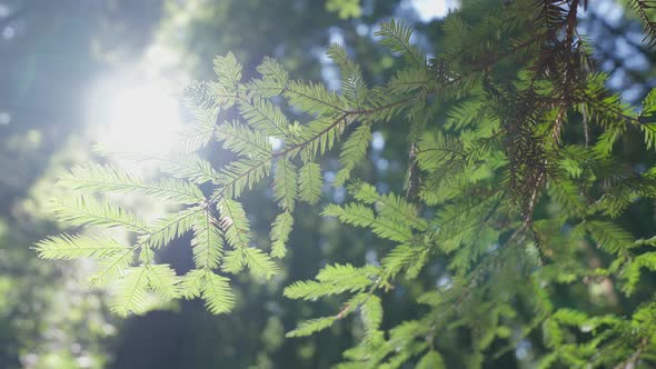 Close-Up Of Green Nature