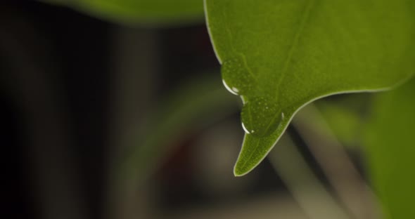 Extreme Close up of Water Droplets Merging and Sliding from tip of the Green Leaf in Macro slowmo