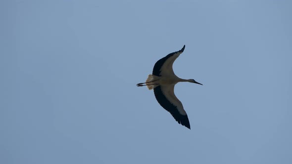 Wild Stork soaring in the air against blue sky and sunlight, close up track shot