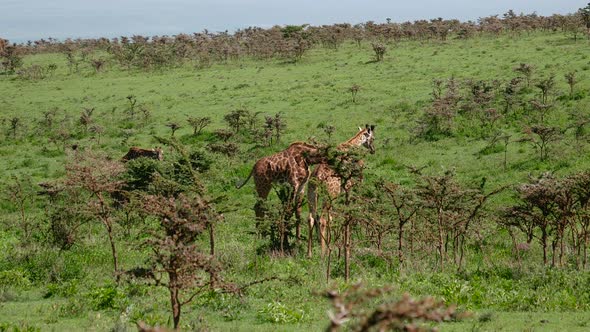 African Giraffes Eat Leaves In The Bushes