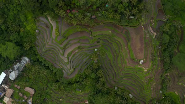 Descending Rotating Top Down Overhead Aerial Birds Eye View of Large Terraced Irrigated Farm