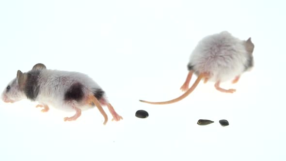 Two Decorative Mouses Isolated on a White Background in Studio