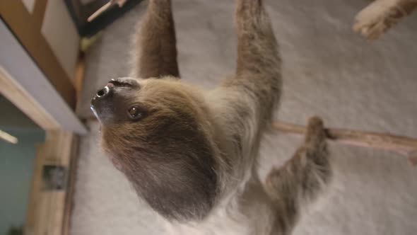 A two toed sloth hanging in a tree close to the camera slow motion