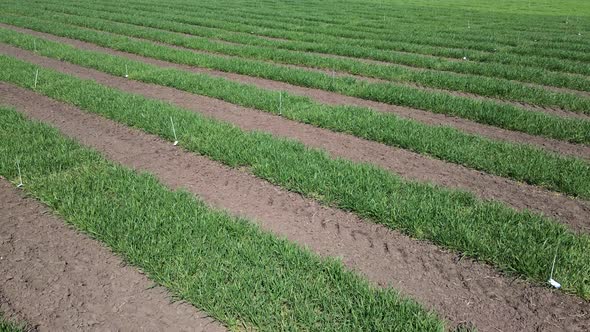 Aerial View of Striped Field with Early Wheat Rye Millet or Corn