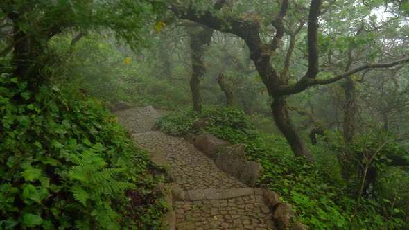 Hidden Stone Path in Pena Park Which Leads to Lower Part of Forest