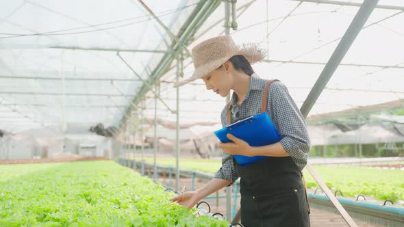 Asian young beautiful woman farmer work in vegetables hydroponic farm.
