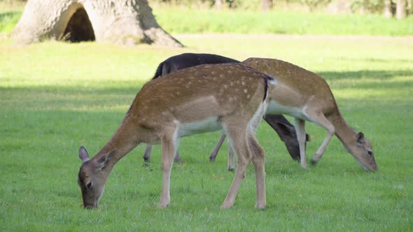 Fallow Deer Does Graze in a Meadow By a Forest on a Sunny Day - Closeup