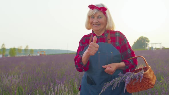 Senior Old Grandmother Farmer Gathering Lavender Flowers on Basket on Herb Garden Showing Thumbs Up