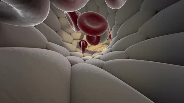 Circulatory System Blood Artery Medical Graphic Human Body alt