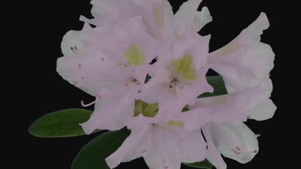 Time-lapse of opening white rhododendron